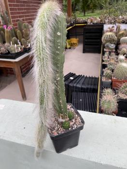 Cleistocactus winterocereus colademononis